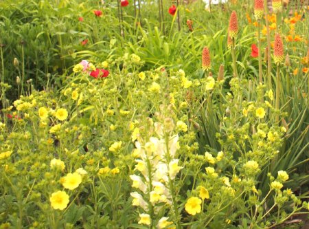 Potentilla recta - Fingerkraut (Saatgut)