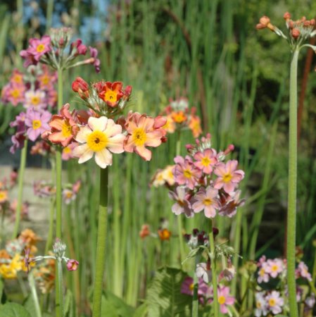 Primula x bulleesiana - Etagen-Primel