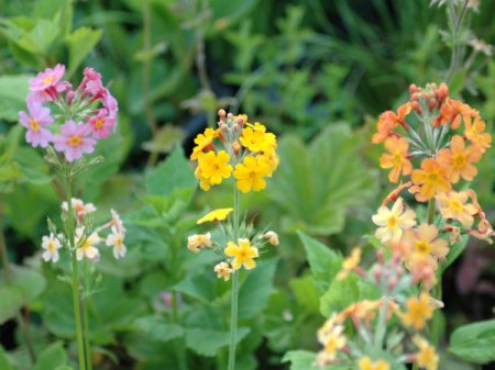 Primula x bulleesiana - Etagen-Primel