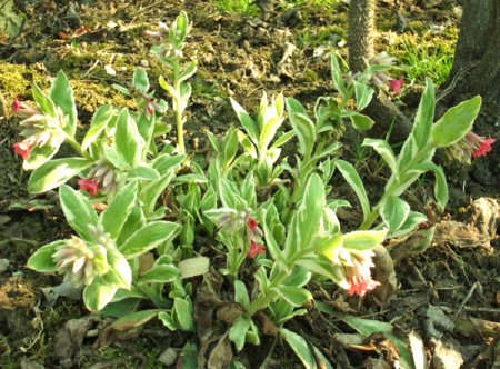 Pulmonaria rubra 'David Ward' - Lungenkraut