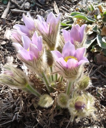 Pulsatilla grandis - Große Kuhschelle
