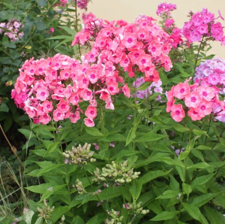 Phlox paniculata 'Gloin' - Flammenblume