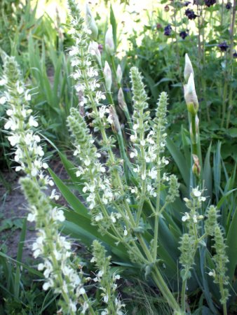 Salvia austriaca - Österreichischer Salbei (Saatgut)