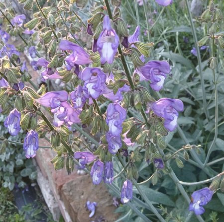 Salvia ringens - Griechischer Salbei
