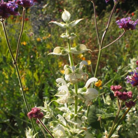 Salvia sclarea, weiß - Muskateller-Salbei
