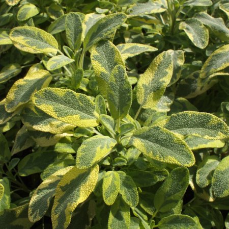 Salvia officinalis 'Icterina' - Gelbbunter Salbei