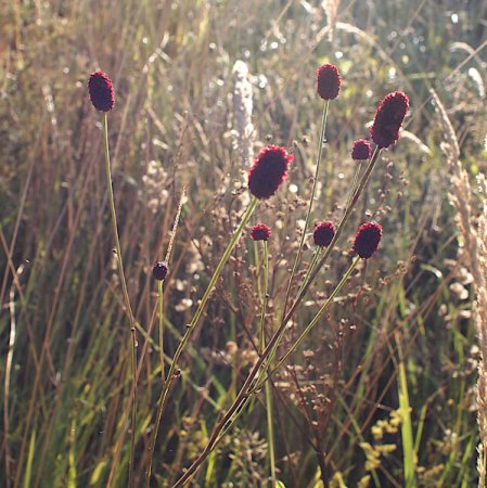 Sanguisorba officinalis - Großer Wiesenknopf