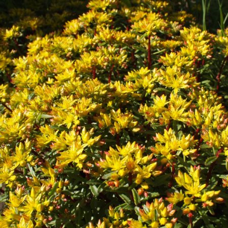 Sedum floriferum 'Weihenstephaner Gold' - Fetthenne