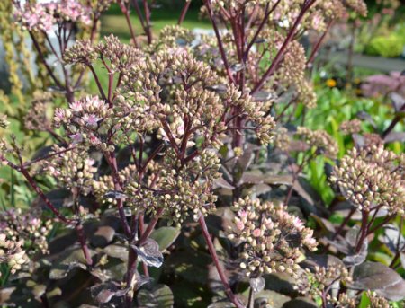 Sedum telephium 'Matrona' - Hohe Fetthenne