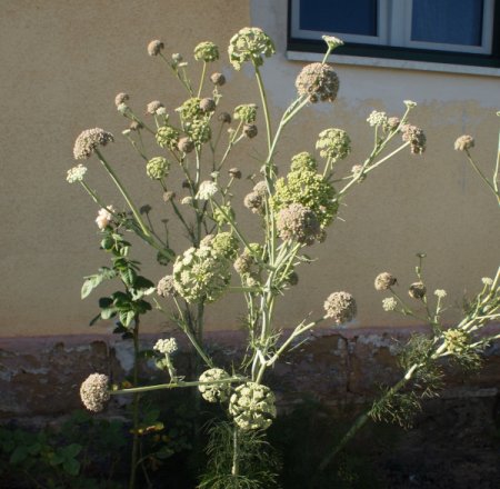 Seseli globiferum - Geknäulter Bergfenchel (Saatgut)