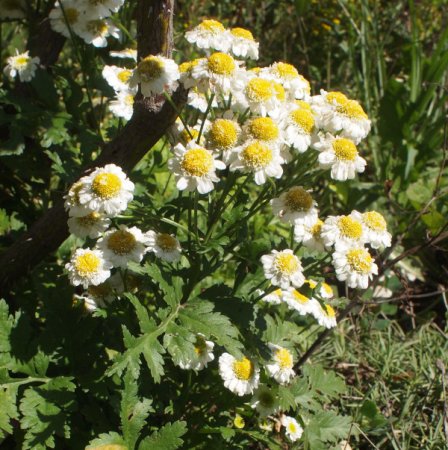 Tanacetum parthenium - Mutterkraut