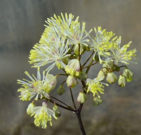 Thalictrum aquilegifolium 'Mali me Gropa' - Akeleiblättrige Wiesenraute (Saatgut)