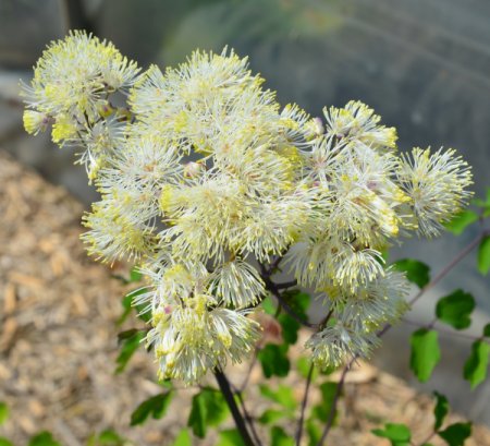 Thalictrum aquilegifolium 'Mali me Gropa' - Akeleiblättrige Wiesenraute (Saatgut)