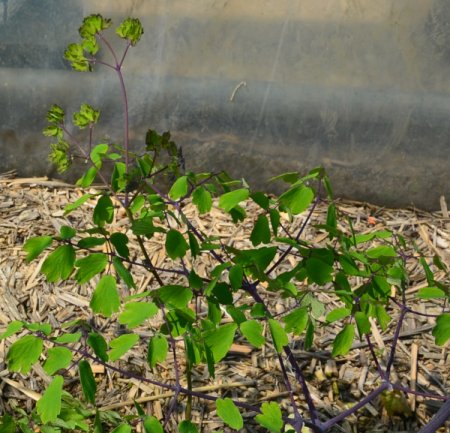 Thalictrum aquilegifolium 'Mali me Gropa' - Akeleiblättrige Wiesenraute (Saatgut)