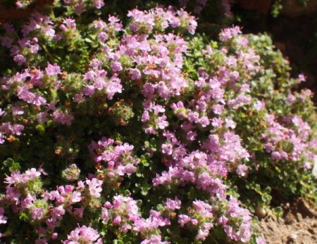 Thymus serpyllum 'Elfin' - Thymian