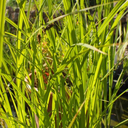 Carex acuta - Schlanke Segge