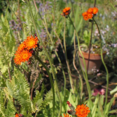 Hieracium aurantiacum - Habichtskraut