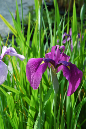 Iris ensata - Japanische Sumpf-Schwertlilie