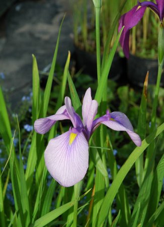 Iris ensata - Japanische Sumpf-Schwertlilie