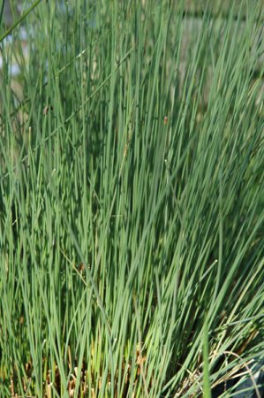 Juncus inflexus - Blaugrüne Binse