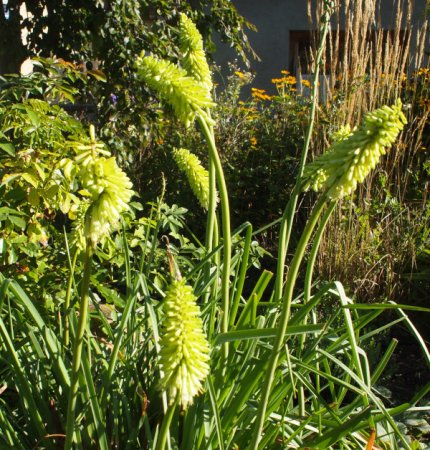 Kniphofia citrina - Fackellilie