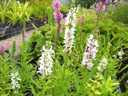 Lythrum salicaria Happy Lights - Blutweiderich