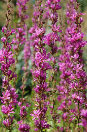 Lythrum salicaria Sämlinge aus der Gärtnerei - Blutweiderich (Saatgut)