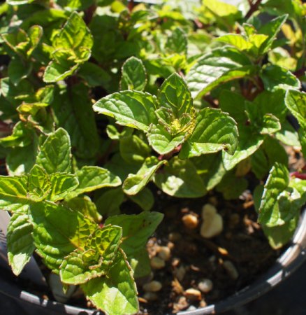 Mentha 'Berries and Cream' - Beeren-Minze