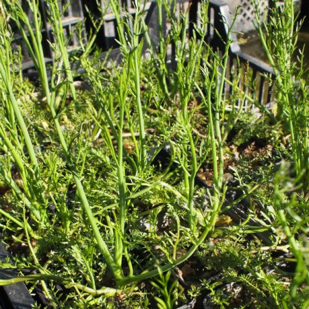 Oenanthe aquatica - Großer Wasserfenchel