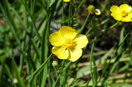 Ranunculus lingua schmalblättrig - Zungen-Hahnenfuß
