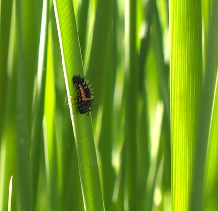 Raubtier-Futterpflanzen