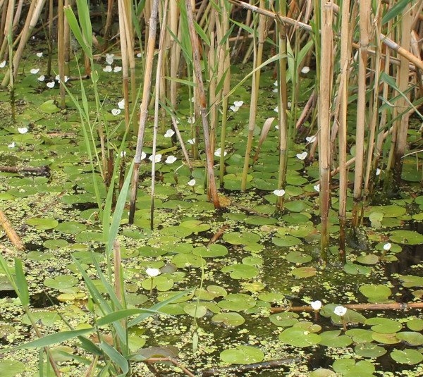 Hydrocharis morsus-ranae - Froschbiss