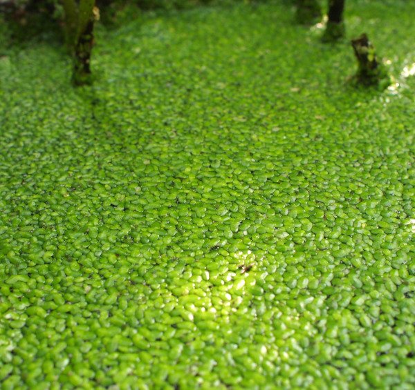 Lemna minor - Kleine Wasserlinse