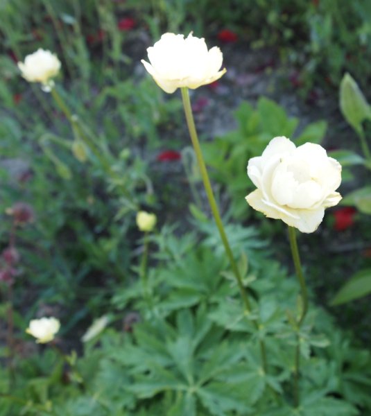 Trollius x cultorum 'Alabaster' - Helle Trollblume