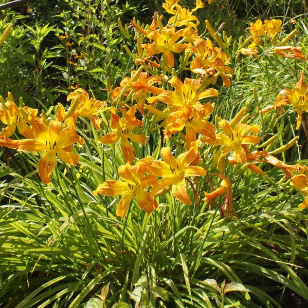 Hemerocallis 'Lotsa Dots' - Taglilie