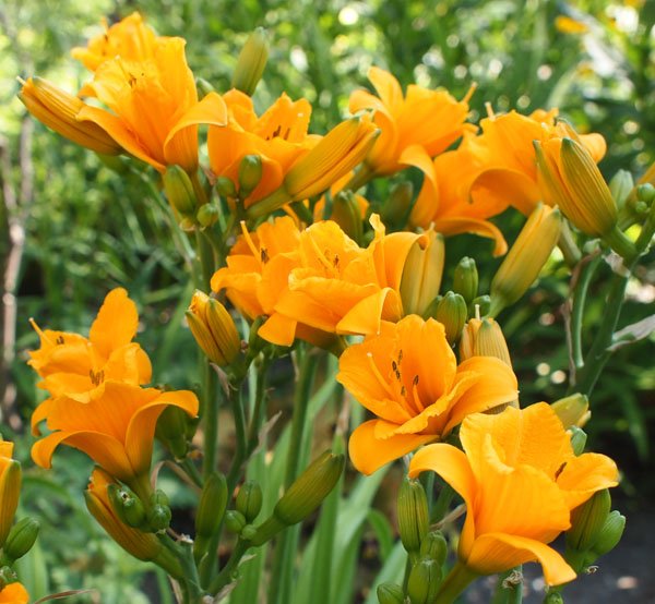 Hemerocallis 'Sun Pixie' - Taglilie