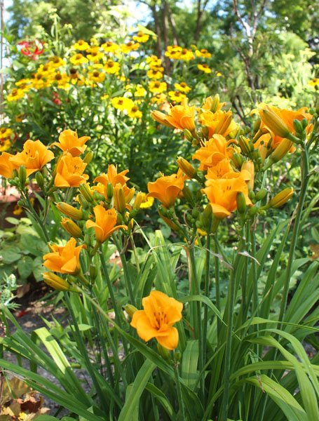Hemerocallis 'Sun Pixie' - Taglilie