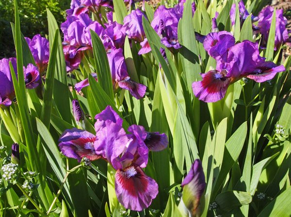 Iris (Barbata-Nana) 'Magic Dot' - Zwerg-Bart-Schwertlilie