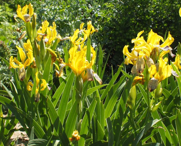 Iris variegata - Bunt-Schwertlilie