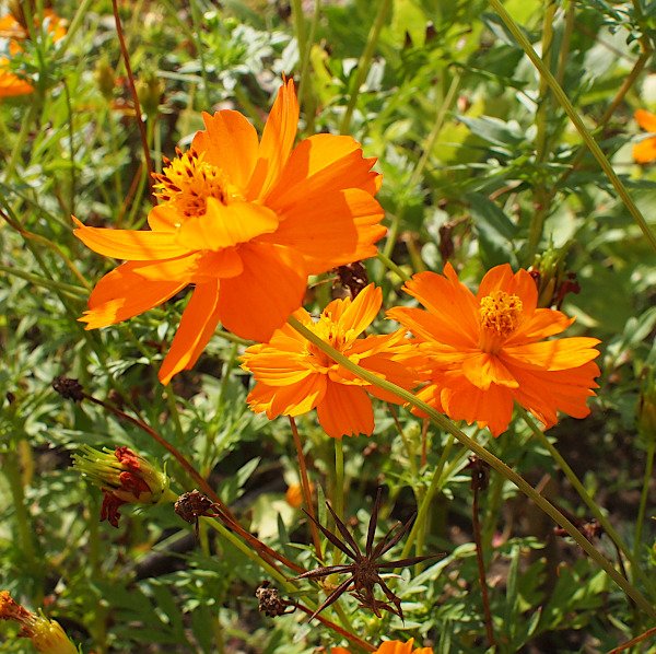 Cosmos sulphureus - Schmuckkörbchen (Saatgut)
