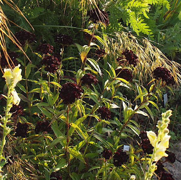 Dianthus barbatus 'Nigrescens' - Dunkle Bartnelke (Saatgut)