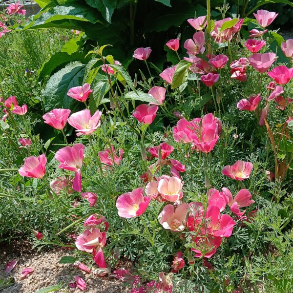Eschscholtzia californica - Kalifornischer Mohn rosa (Saatgut)