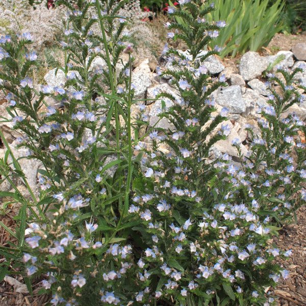 Echium vulgare hellblau - Natternkopf (Saatgut)