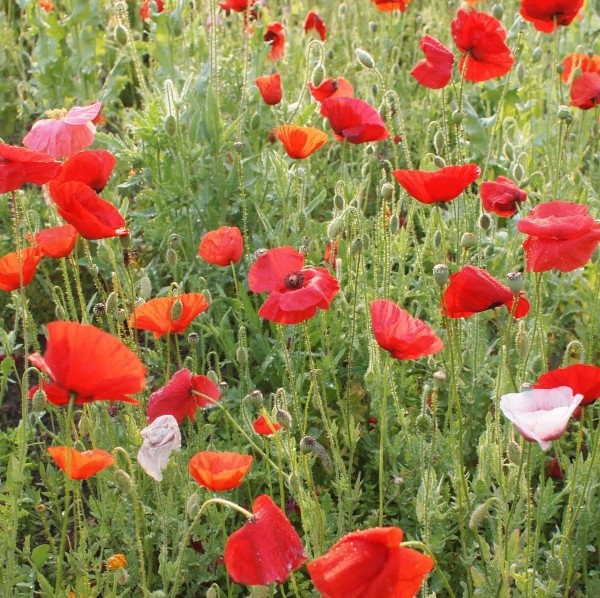 Papaver rhoeas - Klatschmohn (Saatgut)