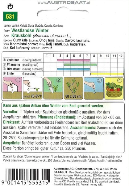 Grünkohl, Krauskohl Westlandse Winter