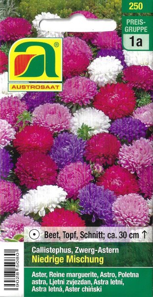 Zwerg-Astern Niedrige Mischung (Callistephus chinensis)