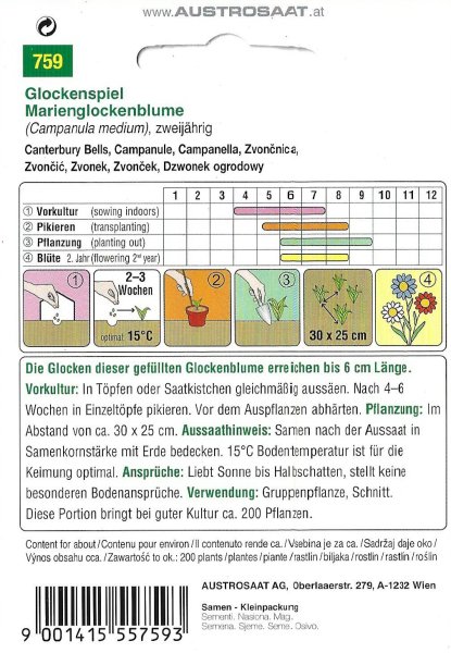 Marienglockenblume Glockenspiel (Campanula medium)