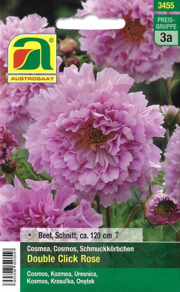 Cosmea Double Click Rose (Cosmos bipinnatus)