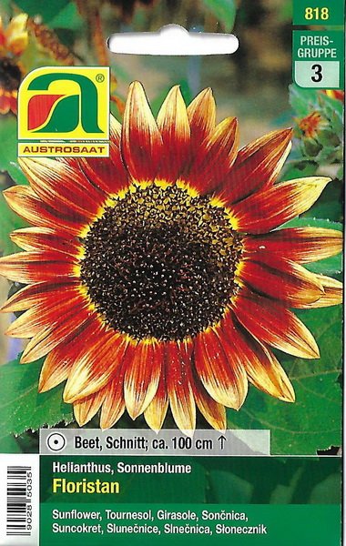 Sonnenblume Floristan (Helianthus annuus)