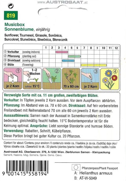 Sonnenblume Musicbox (Helianthus annuus)